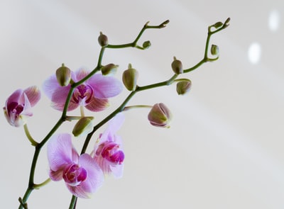 盛开的紫白色蝴蝶兰
